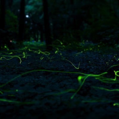 Szentjánosbogár-rajzás az Alcsúti Arborétumban