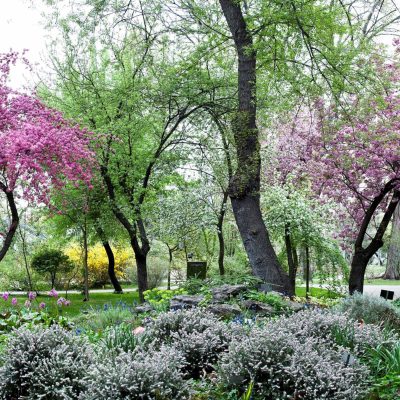 Sakura Ünnep az ELTE Füvészkertben