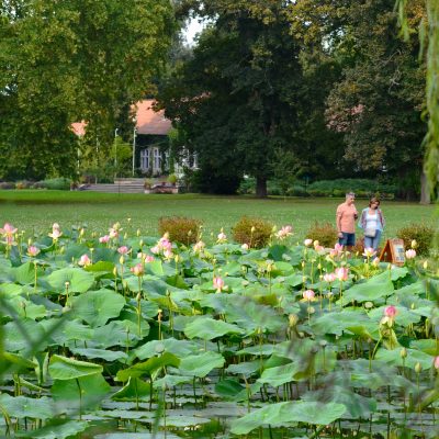 Lótuszvirágzás a Nemzeti Botanikus Kertben